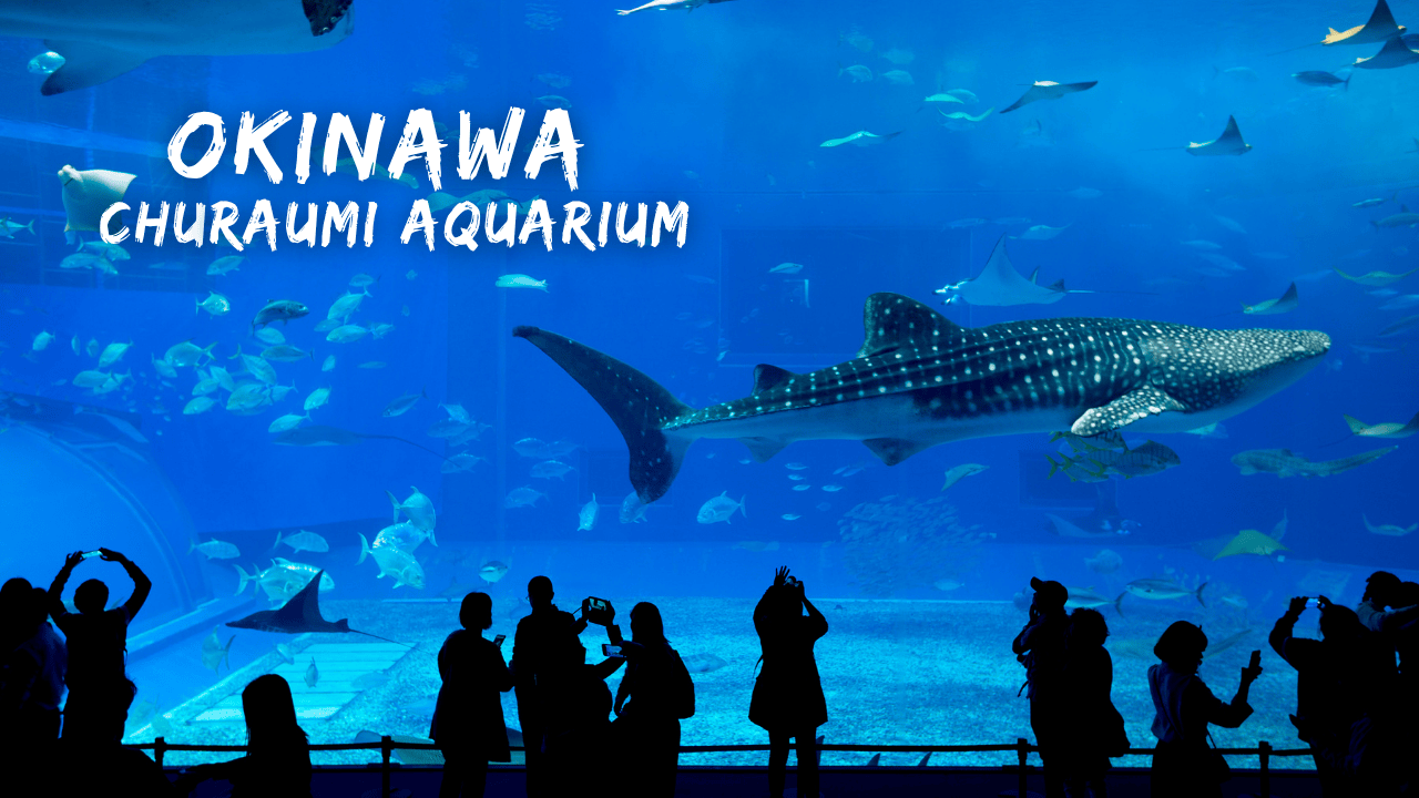 <p><strong>Okinawa churaumi aquarium</strong></p>